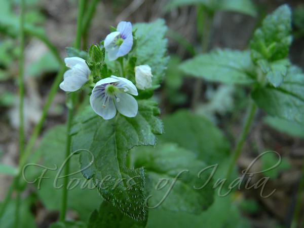 Flowerhead Speedwell